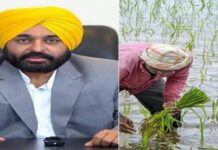 ਸੂਬੇ ਦੇ ਕਿਸਾਨਾਂ ਨੂੰ ਝੋਨੇ ਦੀ ਪਨੀਰੀ ਮੁਹੱਈਆ ਕਰਵਾਏਗੀ ਮਾਨ ਸਰਕਾਰ, ਜਾਰੀ ਕੀਤਾ ਹੈਲਪਲਾਈਨ ਨੰਬਰ