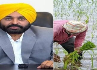 ਸੂਬੇ ਦੇ ਕਿਸਾਨਾਂ ਨੂੰ ਝੋਨੇ ਦੀ ਪਨੀਰੀ ਮੁਹੱਈਆ ਕਰਵਾਏਗੀ ਮਾਨ ਸਰਕਾਰ, ਜਾਰੀ ਕੀਤਾ ਹੈਲਪਲਾਈਨ ਨੰਬਰ