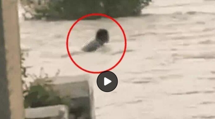 ਫਿਰੋਜ਼ਪੁਰ ‘ਚ ਨੌਜਵਾਨ ਤੇਜ਼ ਵਹਾਅ ‘ਚ ਰੁੜ੍ਹਿਆ, ਲੋਕੀਂ ਬਣਾਉਂਦੇ ਰਹੇ ਵੀਡੀਓ