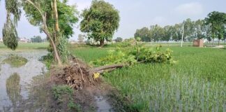 ਫਿਰੋਜ਼ਪੁਰ : ਹੜ੍ਹ ਤੇ ਭਾਰੀ ਮੀਂਹ ਪਿੱਛੋਂ ਆਇਆ ਵਾਂਵਰੋਲਾ, ਕਈ ਫੁੱਟ ਉਡਿਆ ਖੇਤਾਂ ਵਿਚਲਾ ਪਾਣੀ, ਵੇਖੋ ਵੀਡੀਓ