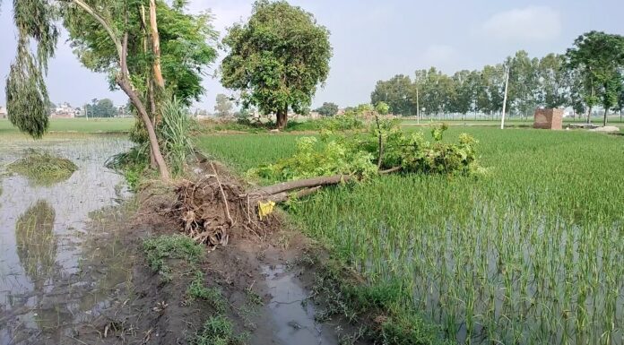 ਫਿਰੋਜ਼ਪੁਰ : ਹੜ੍ਹ ਤੇ ਭਾਰੀ ਮੀਂਹ ਪਿੱਛੋਂ ਆਇਆ ਵਾਂਵਰੋਲਾ, ਕਈ ਫੁੱਟ ਉਡਿਆ ਖੇਤਾਂ ਵਿਚਲਾ ਪਾਣੀ, ਵੇਖੋ ਵੀਡੀਓ