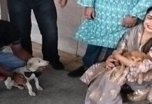 ਅੰਮ੍ਰਿਤਸਰ ਦੇ ਸਟਰੀਟ ਡੌਗ ਦੀ ਬਦਲੀ ਕਿਸਮਤ, ਜਾਣਗੇ ਵਿਦੇਸ਼, ਕੈਨੇਡੀਅਨ ਔਰਤ ਨੇ ਲਏ ਗੋਦ