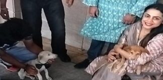 ਅੰਮ੍ਰਿਤਸਰ ਦੇ ਸਟਰੀਟ ਡੌਗ ਦੀ ਬਦਲੀ ਕਿਸਮਤ, ਜਾਣਗੇ ਵਿਦੇਸ਼, ਕੈਨੇਡੀਅਨ ਔਰਤ ਨੇ ਲਏ ਗੋਦ