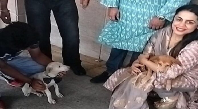 ਅੰਮ੍ਰਿਤਸਰ ਦੇ ਸਟਰੀਟ ਡੌਗ ਦੀ ਬਦਲੀ ਕਿਸਮਤ, ਜਾਣਗੇ ਵਿਦੇਸ਼, ਕੈਨੇਡੀਅਨ ਔਰਤ ਨੇ ਲਏ ਗੋਦ