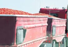 21 ਲੱਖ ਦੇ ਟਮਾਟਰਾਂ ਨਾਲ ਭਰਿਆ ਟਰੱਕ ਸਣੇ ਡਰਾਈਵਰ-ਕਲੀਨਰ ਲਾਪਤਾ, ਵਪਾਰੀ ਪਰੇਸ਼ਾਨ