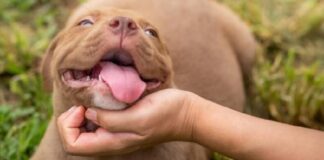 ਰੂਪਨਗਰ : ਪਿੱਟਬੁੱਲ ਨੇ ਫੜੇ 9 ਸਾਲਾ ਬੱਚੇ ਦੇ ਵਾਲ਼, ਘਰਦਿਆਂ ਨੇ ਵਾਲ਼ ਕੱਟ’ਤੇ, ਕੁੱਤੇ ਨੇ ਸਿਰ ਮੂੰਹ ‘ਚ ਪਾ ਲਿਆ, ਫਿਰ ਕੁੱਤਾ ਕੁਹਾੜੀ ਨਾਲ ਵੱਢਿਆ