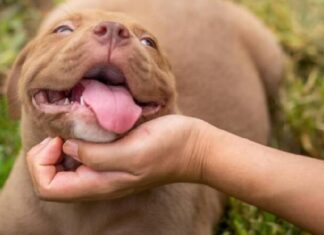 ਰੂਪਨਗਰ : ਪਿੱਟਬੁੱਲ ਨੇ ਫੜੇ 9 ਸਾਲਾ ਬੱਚੇ ਦੇ ਵਾਲ਼, ਘਰਦਿਆਂ ਨੇ ਵਾਲ਼ ਕੱਟ’ਤੇ, ਕੁੱਤੇ ਨੇ ਸਿਰ ਮੂੰਹ ‘ਚ ਪਾ ਲਿਆ, ਫਿਰ ਕੁੱਤਾ ਕੁਹਾੜੀ ਨਾਲ ਵੱਢਿਆ