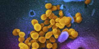 ਕੋਰੋਨਾ ਤੋਂ ਬਾਅਦ X ਵਾਇਰਸ ਨੇ ਵਧਾਈ ਚਿੰਤਾ, WHO ਨੇ ਕੀਤਾ ਅਲਰਟ