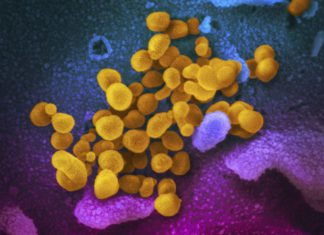 ਕੋਰੋਨਾ ਤੋਂ ਬਾਅਦ X ਵਾਇਰਸ ਨੇ ਵਧਾਈ ਚਿੰਤਾ, WHO ਨੇ ਕੀਤਾ ਅਲਰਟ