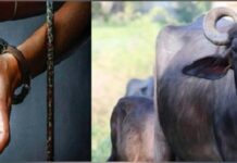 ਮੱਝ ਚੋਰੀ ਕਰਨ ਵਾਲੇ ਨੂੰ ਪੁਲਿਸ ਨੇ 58 ਸਾਲ ਬਾਅਦ ਫੜਿਆ, 20 ਦੀ ਉਮਰੇ ਕੀਤੀ ਚੋਰੀ, ਹੁਣ ਹੋਇਆ 78 ਸਾਲ ਦਾ