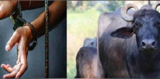 ਮੱਝ ਚੋਰੀ ਕਰਨ ਵਾਲੇ ਨੂੰ ਪੁਲਿਸ ਨੇ 58 ਸਾਲ ਬਾਅਦ ਫੜਿਆ, 20 ਦੀ ਉਮਰੇ ਕੀਤੀ ਚੋਰੀ, ਹੁਣ ਹੋਇਆ 78 ਸਾਲ ਦਾ