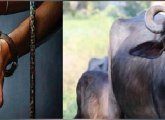 ਮੱਝ ਚੋਰੀ ਕਰਨ ਵਾਲੇ ਨੂੰ ਪੁਲਿਸ ਨੇ 58 ਸਾਲ ਬਾਅਦ ਫੜਿਆ, 20 ਦੀ ਉਮਰੇ ਕੀਤੀ ਚੋਰੀ, ਹੁਣ ਹੋਇਆ 78 ਸਾਲ ਦਾ