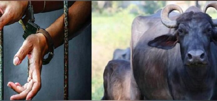 ਮੱਝ ਚੋਰੀ ਕਰਨ ਵਾਲੇ ਨੂੰ ਪੁਲਿਸ ਨੇ 58 ਸਾਲ ਬਾਅਦ ਫੜਿਆ, 20 ਦੀ ਉਮਰੇ ਕੀਤੀ ਚੋਰੀ, ਹੁਣ ਹੋਇਆ 78 ਸਾਲ ਦਾ