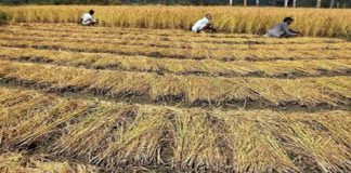 ਐਕਸ਼ਨ ‘ਚ ਪੰਜਾਬ ਸਰਕਾਰ : ਪਰਾਲੀ ਸਾੜਨ ਵਾਲੇ ਕਿਸਾਨਾਂ ਦੇ ਰੈਵੇਨਿਊ ਰਿਕਾਰਡ ‘ਚ ਲੱਗੇਗੀ ਲਾਲ ਲਕੀਰ