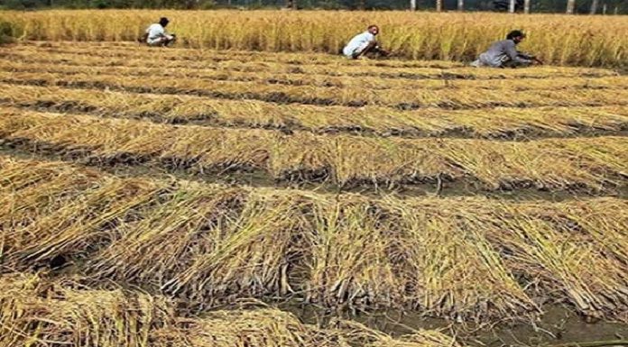 ਐਕਸ਼ਨ ‘ਚ ਪੰਜਾਬ ਸਰਕਾਰ : ਪਰਾਲੀ ਸਾੜਨ ਵਾਲੇ ਕਿਸਾਨਾਂ ਦੇ ਰੈਵੇਨਿਊ ਰਿਕਾਰਡ ‘ਚ ਲੱਗੇਗੀ ਲਾਲ ਲਕੀਰ