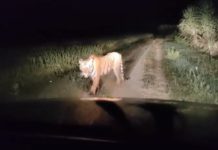 ਬ੍ਰੇਕਿੰਗ : ਹੁਸ਼ਿਆਰਪੁਰ ਦੇ ਪਿੰਡ ‘ਚ ਆਇਆ ਤੇਂਦੂਆ, ਲੋਕ ਦਹਿਸ਼ਤ ਦੇ ਮਾਹੌਲ ‘ਚ