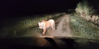 ਬ੍ਰੇਕਿੰਗ : ਹੁਸ਼ਿਆਰਪੁਰ ਦੇ ਪਿੰਡ ‘ਚ ਆਇਆ ਤੇਂਦੂਆ, ਲੋਕ ਦਹਿਸ਼ਤ ਦੇ ਮਾਹੌਲ ‘ਚ