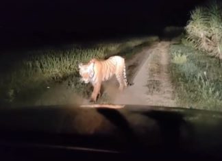 ਬ੍ਰੇਕਿੰਗ : ਹੁਸ਼ਿਆਰਪੁਰ ਦੇ ਪਿੰਡ ‘ਚ ਆਇਆ ਤੇਂਦੂਆ, ਲੋਕ ਦਹਿਸ਼ਤ ਦੇ ਮਾਹੌਲ ‘ਚ