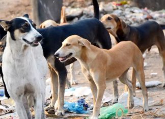 ਮੋਰਿੰਡਾ : ਆਵਾਰਾ ਕੁੱਤਿਆਂ ਨੇ 4 ਸਾਲਾ ਮਾਸੂਮ ਨੂੰ ਨੋਚਿਆ; ਮੂੰਹ ਅਤੇ ਛਾਤੀ ’ਤੇ ਲੱਗੇ 20 ਟਾਂਕੇ