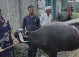 ਮੱਝ ਨੇ ਵੀ ਚਾੜ੍ਹਿਆ ਚੰਨ : 1.5 ਲੱਖ ਦਾ ਮੰਗਲਸੂਤਰ ਖਾ ਗਈ, ਫਿਰ ਵੱਡੇ ਆਪ੍ਰੇਸ਼ਨ ਨਾਲ ਕੱਢਿਆ