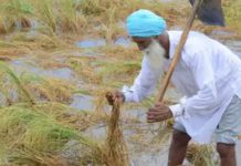 ਭਾਰੀ ਮੀਂਹ ਦੀ ਚੇਤਾਵਨੀ : ਫਸਲਾਂ ਦੇ ਨੁਕਸਾਨ ਨੇ ਡਰਾਏ ਕਿਸਾਨ, ਪਹਿਲਾਂ ਹੀ ਪਏ ਮੀਂਹ ਨਾਲ ਕਿਸਾਨਾਂ ਦਾ ਹੋ ਚੁੱਕੈ ਭਾਰੀ ਨੁਕਸਾਨ