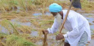 ਭਾਰੀ ਮੀਂਹ ਦੀ ਚੇਤਾਵਨੀ : ਫਸਲਾਂ ਦੇ ਨੁਕਸਾਨ ਨੇ ਡਰਾਏ ਕਿਸਾਨ, ਪਹਿਲਾਂ ਹੀ ਪਏ ਮੀਂਹ ਨਾਲ ਕਿਸਾਨਾਂ ਦਾ ਹੋ ਚੁੱਕੈ ਭਾਰੀ ਨੁਕਸਾਨ