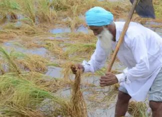 ਭਾਰੀ ਮੀਂਹ ਦੀ ਚੇਤਾਵਨੀ : ਫਸਲਾਂ ਦੇ ਨੁਕਸਾਨ ਨੇ ਡਰਾਏ ਕਿਸਾਨ, ਪਹਿਲਾਂ ਹੀ ਪਏ ਮੀਂਹ ਨਾਲ ਕਿਸਾਨਾਂ ਦਾ ਹੋ ਚੁੱਕੈ ਭਾਰੀ ਨੁਕਸਾਨ