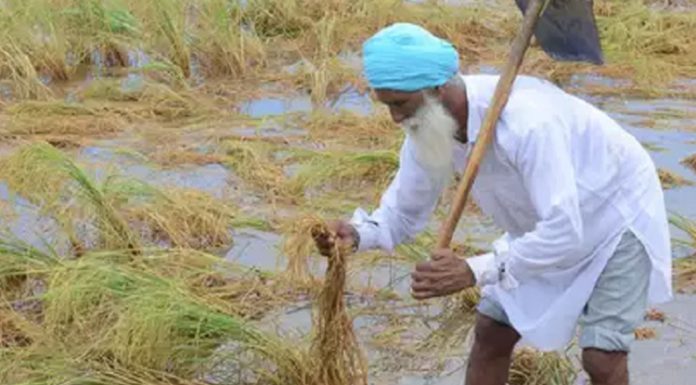 ਭਾਰੀ ਮੀਂਹ ਦੀ ਚੇਤਾਵਨੀ : ਫਸਲਾਂ ਦੇ ਨੁਕਸਾਨ ਨੇ ਡਰਾਏ ਕਿਸਾਨ, ਪਹਿਲਾਂ ਹੀ ਪਏ ਮੀਂਹ ਨਾਲ ਕਿਸਾਨਾਂ ਦਾ ਹੋ ਚੁੱਕੈ ਭਾਰੀ ਨੁਕਸਾਨ