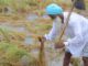 ਭਾਰੀ ਮੀਂਹ ਦੀ ਚੇਤਾਵਨੀ : ਫਸਲਾਂ ਦੇ ਨੁਕਸਾਨ ਨੇ ਡਰਾਏ ਕਿਸਾਨ, ਪਹਿਲਾਂ ਹੀ ਪਏ ਮੀਂਹ ਨਾਲ ਕਿਸਾਨਾਂ ਦਾ ਹੋ ਚੁੱਕੈ ਭਾਰੀ ਨੁਕਸਾਨ