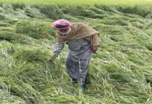 ਮੀਂਹ ਤੇ ਝੱਖੜ ਨੇ ਕਿਸਾਨਾਂ ਦੀ ਪੁੱਤਾਂ ਵਾਂਗ ਪਾਲ਼ੀ ਫਸਲ ਵਿਛਾਈ, ਮੰਡੀਆਂ ’ਚ ਭਿੱਜਿਆਂ ਹਜ਼ਾਰਾਂ ਟਨ ਝੋਨਾ