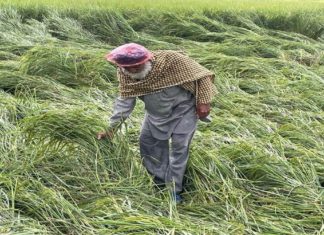 ਮੀਂਹ ਤੇ ਝੱਖੜ ਨੇ ਕਿਸਾਨਾਂ ਦੀ ਪੁੱਤਾਂ ਵਾਂਗ ਪਾਲ਼ੀ ਫਸਲ ਵਿਛਾਈ, ਮੰਡੀਆਂ ’ਚ ਭਿੱਜਿਆਂ ਹਜ਼ਾਰਾਂ ਟਨ ਝੋਨਾ