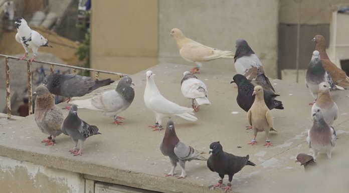 ਮੋਗਾ ‘ਚ ਕਬੂਤਰ ਦੇਖਣ ਨੂੰ ਲੈ ਕੇ ਚੱਲੀਆਂ ਗੋਲੀਆਂ; 1 ਵਿਅਕਤੀ ਹੋਇਆ ਗੰਭੀਰ ਜ਼ਖਮੀ