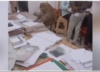 ਸਰਕਾਰੀ ਦਫਤਰ ‘ਚ ਵੜ ਬਾਂਦਰ ਬਣਿਆ, ‘ਕੱਲੀ-‘ਕੱਲੀ ਫਾਈਲ ਨੂੰ ਚੰਗੀ ਤਰ੍ਹਾਂ ਕੀਤਾ ਚੈੱਕ, ਵੇਖੋ ਵੀਡੀਓ