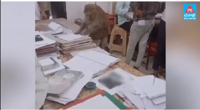 ਸਰਕਾਰੀ ਦਫਤਰ ‘ਚ ਵੜ ਬਾਂਦਰ ਬਣਿਆ, ‘ਕੱਲੀ-‘ਕੱਲੀ ਫਾਈਲ ਨੂੰ ਚੰਗੀ ਤਰ੍ਹਾਂ ਕੀਤਾ ਚੈੱਕ, ਵੇਖੋ ਵੀਡੀਓ
