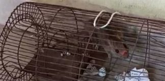 ਸ਼ਰਾਬੀ ਚੂਹਿਆਂ ਨੇ ਥਾਣੇ ‘ਚ ਮਚਾਇਆ ਗਦਰ, ਤੰਗ ਮੁਲਾਜ਼ਮਾਂ ਨੇ ਇਕ ਚੂਹੇ ਨੂੰ ਕੀਤਾ ‘ਅਰੈਸਟ’