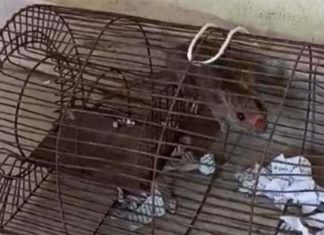 ਸ਼ਰਾਬੀ ਚੂਹਿਆਂ ਨੇ ਥਾਣੇ ‘ਚ ਮਚਾਇਆ ਗਦਰ, ਤੰਗ ਮੁਲਾਜ਼ਮਾਂ ਨੇ ਇਕ ਚੂਹੇ ਨੂੰ ਕੀਤਾ ‘ਅਰੈਸਟ’