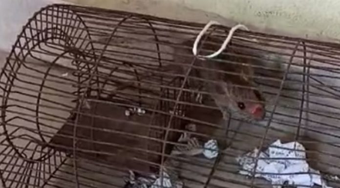 ਸ਼ਰਾਬੀ ਚੂਹਿਆਂ ਨੇ ਥਾਣੇ ‘ਚ ਮਚਾਇਆ ਗਦਰ, ਤੰਗ ਮੁਲਾਜ਼ਮਾਂ ਨੇ ਇਕ ਚੂਹੇ ਨੂੰ ਕੀਤਾ ‘ਅਰੈਸਟ’