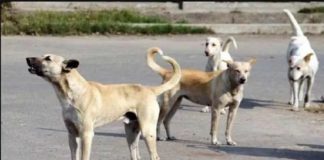 ਹਾਈਕੋਰਟ ਦਾ ਅਹਿਮ ਫੈਸਲਾ : ਕੁੱਤੇ ਨੇ ਵੱਢਿਆ ਤਾਂ ਮਿਲੇਗਾ 20 ਹਜ਼ਾਰ ਰੁਪਏ ਦਾ ਮੁਆਵਜ਼ਾ