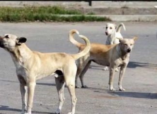 ਹਾਈਕੋਰਟ ਦਾ ਅਹਿਮ ਫੈਸਲਾ : ਕੁੱਤੇ ਨੇ ਵੱਢਿਆ ਤਾਂ ਮਿਲੇਗਾ 20 ਹਜ਼ਾਰ ਰੁਪਏ ਦਾ ਮੁਆਵਜ਼ਾ