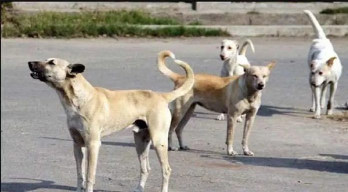 ਹਾਈਕੋਰਟ ਦਾ ਅਹਿਮ ਫੈਸਲਾ : ਕੁੱਤੇ ਨੇ ਵੱਢਿਆ ਤਾਂ ਮਿਲੇਗਾ 20 ਹਜ਼ਾਰ ਰੁਪਏ ਦਾ ਮੁਆਵਜ਼ਾ