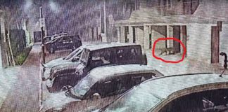 ਲੁਧਿਆਣਾ ‘ਚ ਆਏ ਚੀਤੇ ਦੀ 10 ਦਿਨਾਂ ਤੋਂ ਨਹੀਂ ਮਿਲੀ ਉਘ-ਸੁਘ, ਜੰਗਲਾਤ ਵਿਭਾਗ ਦੇ ਹੱਥ ਖਾਲੀ; ਲਗਾਏ ਐਂਟੀ ਸਮੋਗ ਕੈਮਰੇ