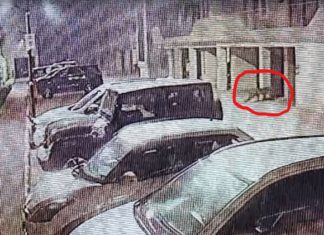 ਲੁਧਿਆਣਾ ‘ਚ ਆਏ ਚੀਤੇ ਦੀ 10 ਦਿਨਾਂ ਤੋਂ ਨਹੀਂ ਮਿਲੀ ਉਘ-ਸੁਘ, ਜੰਗਲਾਤ ਵਿਭਾਗ ਦੇ ਹੱਥ ਖਾਲੀ; ਲਗਾਏ ਐਂਟੀ ਸਮੋਗ ਕੈਮਰੇ