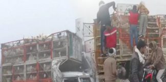 ਹਾਈਵੇ ‘ਤੇ ਐਕਸੀਡੈਂਟ ਮਗਰੋਂ ਲੋਕ ਬੋਰੀਆਂ ‘ਚ ਪਾ ਕੇ ਲੈ ਗਏ ਮੁਰਗੀਆਂ, ਮਦਦ ਦੀ ਥਾਂ ਪਿੰਜਰੇ ‘ਚੋਂ ਮੁਰਗੇ ਕੱਢਦੇ ਨਜ਼ਰ ਆਏ ਰਾਹਗੀਰ