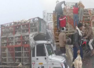 ਹਾਈਵੇ ‘ਤੇ ਐਕਸੀਡੈਂਟ ਮਗਰੋਂ ਲੋਕ ਬੋਰੀਆਂ ‘ਚ ਪਾ ਕੇ ਲੈ ਗਏ ਮੁਰਗੀਆਂ, ਮਦਦ ਦੀ ਥਾਂ ਪਿੰਜਰੇ ‘ਚੋਂ ਮੁਰਗੇ ਕੱਢਦੇ ਨਜ਼ਰ ਆਏ ਰਾਹਗੀਰ