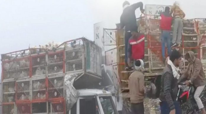 ਹਾਈਵੇ ‘ਤੇ ਐਕਸੀਡੈਂਟ ਮਗਰੋਂ ਲੋਕ ਬੋਰੀਆਂ ‘ਚ ਪਾ ਕੇ ਲੈ ਗਏ ਮੁਰਗੀਆਂ, ਮਦਦ ਦੀ ਥਾਂ ਪਿੰਜਰੇ ‘ਚੋਂ ਮੁਰਗੇ ਕੱਢਦੇ ਨਜ਼ਰ ਆਏ ਰਾਹਗੀਰ