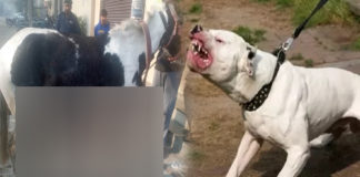 ਲੁਧਿਆਣਾ ‘ਚ ਪਿਟਬੁੱਲ ਕੁੱਤੇ ਨੇ ਘੋੜੇ ਨੂੰ ਬੁਰੀ ਤਰ੍ਹਾਂ ਵੱਢਿਆ; ਬਚਾਉਣ ਗਈ ਔਰਤ ‘ਤੇ ਵੀ ਕੀਤਾ ਹਮਲਾ