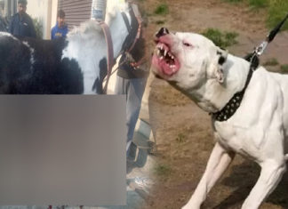 ਲੁਧਿਆਣਾ ‘ਚ ਪਿਟਬੁੱਲ ਕੁੱਤੇ ਨੇ ਘੋੜੇ ਨੂੰ ਬੁਰੀ ਤਰ੍ਹਾਂ ਵੱਢਿਆ; ਬਚਾਉਣ ਗਈ ਔਰਤ ‘ਤੇ ਵੀ ਕੀਤਾ ਹਮਲਾ