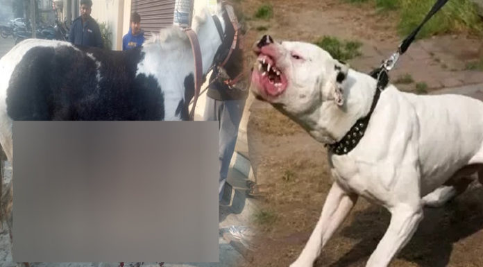 ਲੁਧਿਆਣਾ ‘ਚ ਪਿਟਬੁੱਲ ਕੁੱਤੇ ਨੇ ਘੋੜੇ ਨੂੰ ਬੁਰੀ ਤਰ੍ਹਾਂ ਵੱਢਿਆ; ਬਚਾਉਣ ਗਈ ਔਰਤ ‘ਤੇ ਵੀ ਕੀਤਾ ਹਮਲਾ