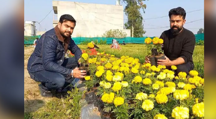 ਗੁਰਦਾਸਪੁਰ ‘ਚ ਇੰਜੀਨੀਅਰ ਭਰਾਵਾਂ ਨੇ ਪੇਸ਼ ਕੀਤੀ ਮਿਸਾਲ, ਨੌਕਰੀ ਦੀ ਬਜਾਏ ਕਰ ਰਹੇ ਫੁੱਲਾਂ ਦੀ ਖੇਤੀ, ਕਮਾ ਰਹੇ ਲੱਖਾਂ