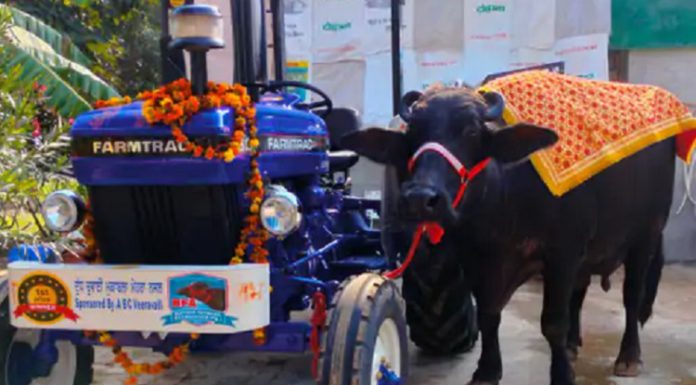 ਹਰਿਆਣਾ ਦੀ ਮੱਝ ਦਾ ਪੰਜਾਬ ‘ਚ ਡੰਕਾ : 22 ਲੀਟਰ ਦੁੱਧ ਦੇ ਕੇ ਜਿੱਤਿਆ ਟਰੈਕਟਰ, ਧਨੌਲਾ ‘ਚ ਹੋਏ ਪਸ਼ੂ ਮੇਲੇ ‘ਚ ਲਿਆ ਸੀ ਹਿੱਸਾ